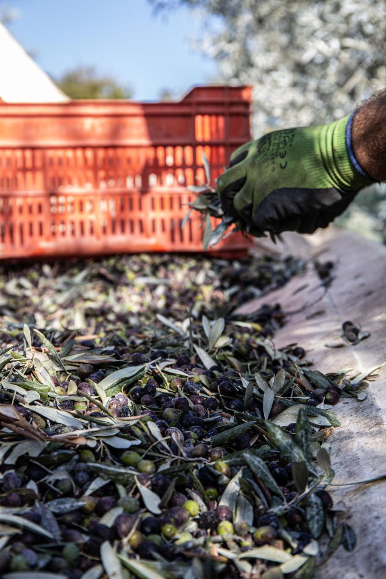 Agriturismo Podere L'Agave Σαν Βιντσέντσο Εξωτερικό φωτογραφία